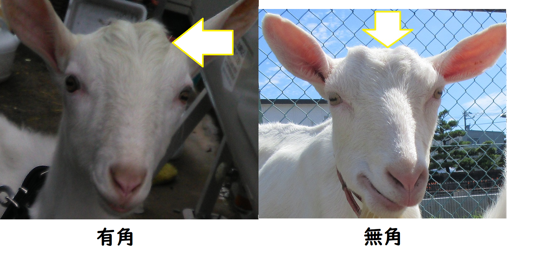 【ツノの有無】参考写真 ツノの有無】参考写真